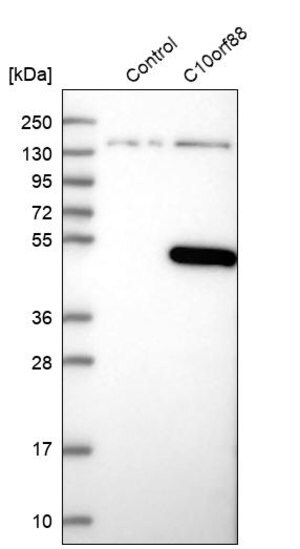 Merck Anti-C10orf88 antibody produced in rabbit