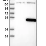Merck Anti-C10orf88 antibody produced in rabbit