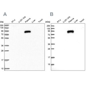 Merck Anti-IGFALS antibody produced in rabbit