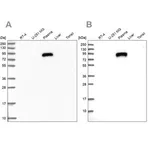 Merck Anti-IGFALS antibody produced in rabbit
