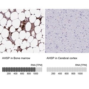 Merck Anti-AHSP antibody produced in rabbit