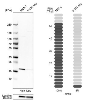 Merck Anti-RMI2 antibody produced in rabbit