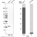 Merck Anti-RMI2 antibody produced in rabbit