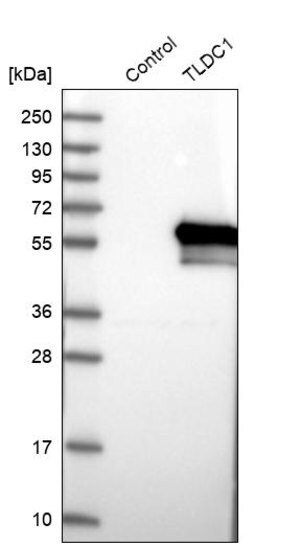 Merck Anti-TLDC1 antibody produced in rabbit