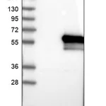 Merck Anti-TLDC1 antibody produced in rabbit