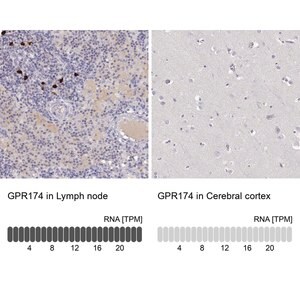Merck Anti-GPR174 antibody produced in rabbit