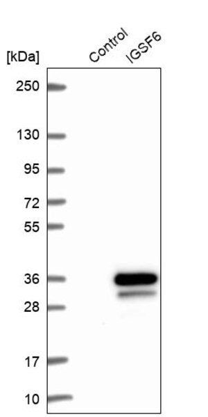 Merck Anti-IGSF6 antibody produced in rabbit