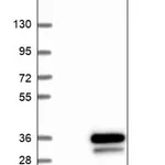 Merck Anti-IGSF6 antibody produced in rabbit