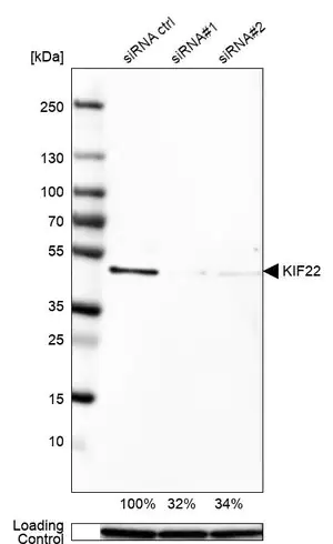 Merck Anti-KIF22 antibody produced in rabbit