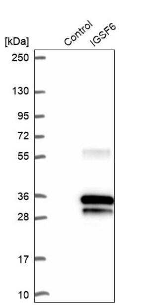 Merck Anti-IGSF6 antibody produced in rabbit