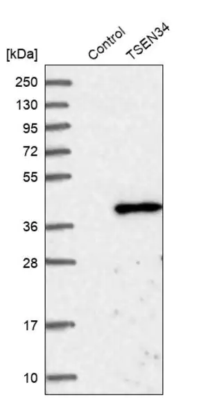 Merck Anti-TSEN34 antibody produced in rabbit