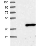Merck Anti-TSEN34 antibody produced in rabbit