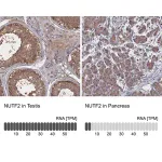 Merck Anti-NUTF2 antibody produced in rabbit