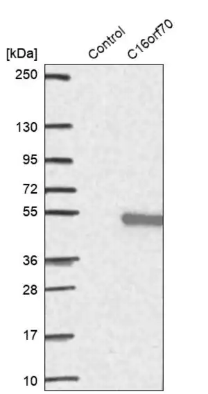 Merck Anti-C16orf70 antibody produced in rabbit