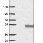 Merck Anti-C16orf70 antibody produced in rabbit