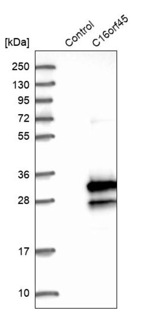 Merck Anti-C16orf45 antibody produced in rabbit