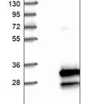 Merck Anti-C16orf45 antibody produced in rabbit