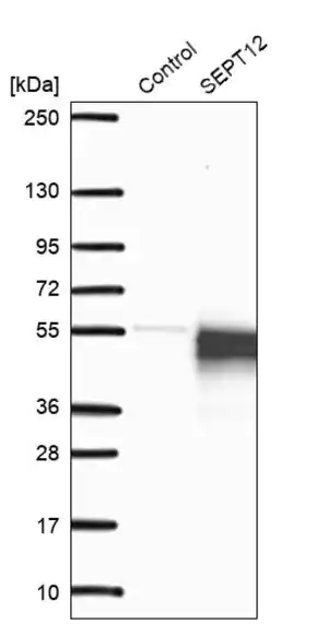 Merck Anti-SEPT12 antibody produced in rabbit