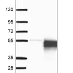 Merck Anti-SEPT12 antibody produced in rabbit