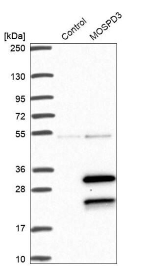 Merck Anti-MOSPD3 antibody produced in rabbit
