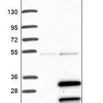 Merck Anti-MOSPD3 antibody produced in rabbit