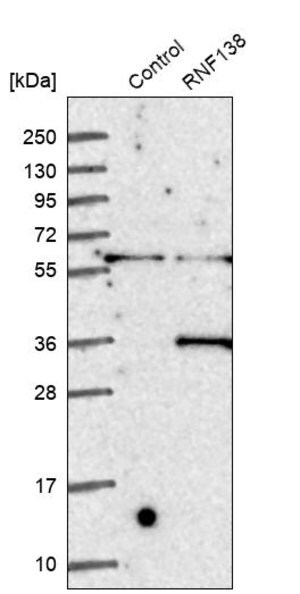 Merck Anti-RNF138 antibody produced in rabbit