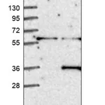 Merck Anti-RNF138 antibody produced in rabbit