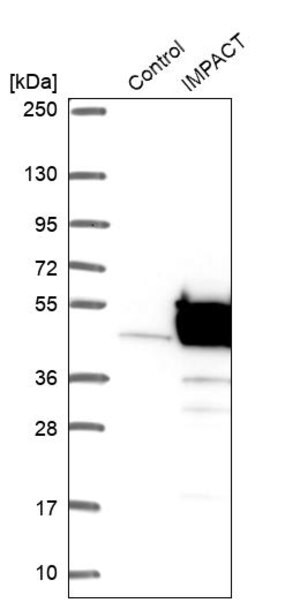 Merck Anti-IMPACT antibody produced in rabbit
