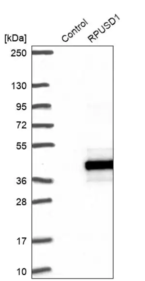 Merck Anti-RPUSD1 antibody produced in rabbit