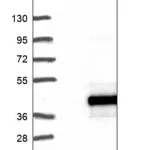 Merck Anti-RPUSD1 antibody produced in rabbit