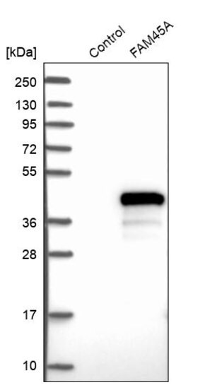 Merck Anti-FAM45A antibody produced in rabbit