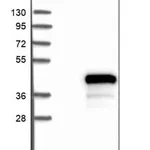 Merck Anti-FAM45A antibody produced in rabbit