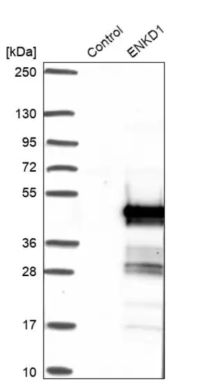 Merck Anti-ENKD1 antibody produced in rabbit