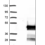 Merck Anti-ENKD1 antibody produced in rabbit