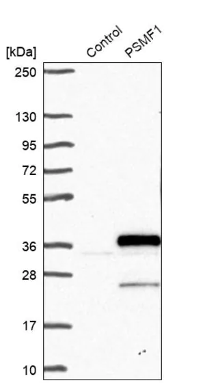 Merck Anti-PSMF1 antibody produced in rabbit