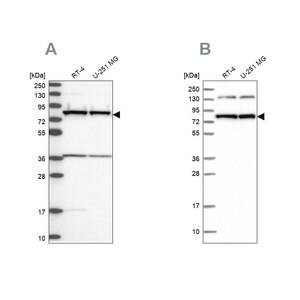 Merck Anti-PTCD3 antibody produced in rabbit