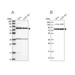 Merck Anti-PTCD3 antibody produced in rabbit