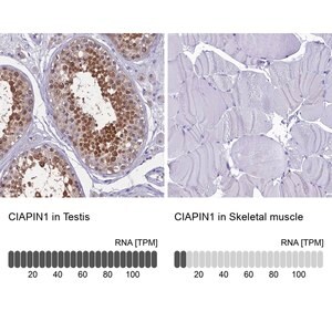 Merck Anti-CIAPIN1 antibody produced in rabbit