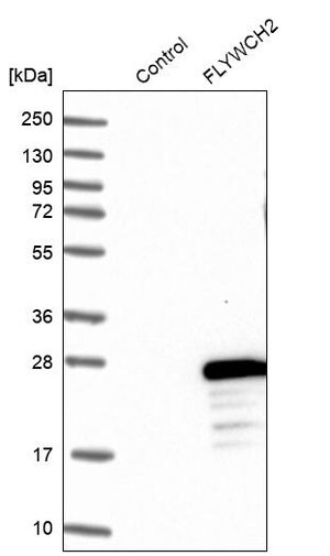 Merck Anti-FLYWCH2 antibody produced in rabbit