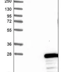 Merck Anti-FLYWCH2 antibody produced in rabbit