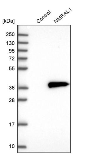 Merck Anti-NMRAL1 antibody produced in rabbit