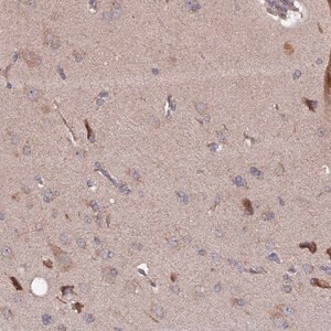 Merck Anti-RAB15 antibody produced in rabbit