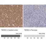 Merck Anti-TMOD2 antibody produced in rabbit
