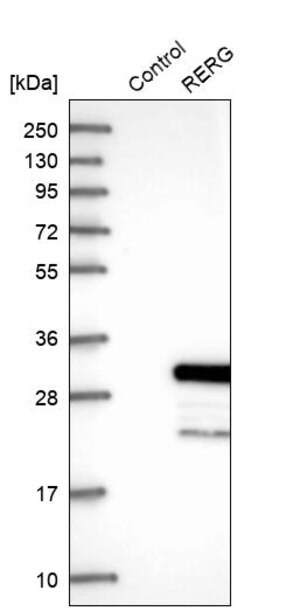 Merck Anti-RERG antibody produced in rabbit