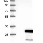 Merck Anti-RERG antibody produced in rabbit