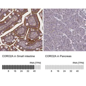 Merck Anti-CORO2A antibody produced in rabbit