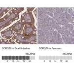 Merck Anti-CORO2A antibody produced in rabbit