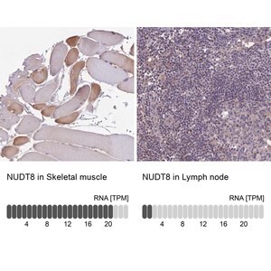 Merck Anti-NUDT8 antibody produced in rabbit