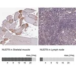 Merck Anti-NUDT8 antibody produced in rabbit