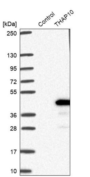Merck Anti-THAP10 antibody produced in rabbit